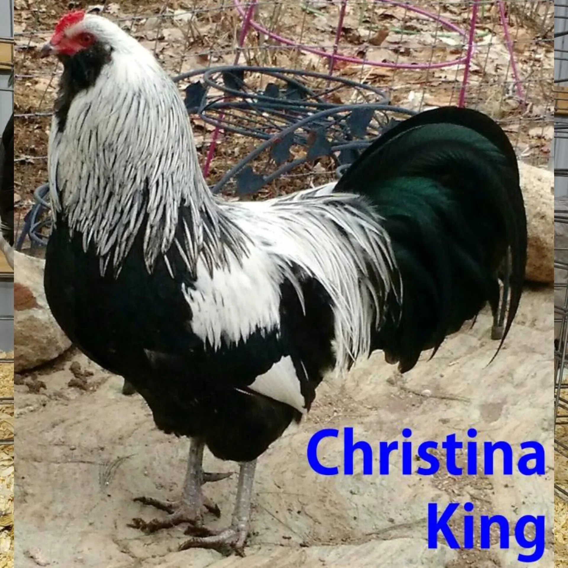 Ameraucana Plata