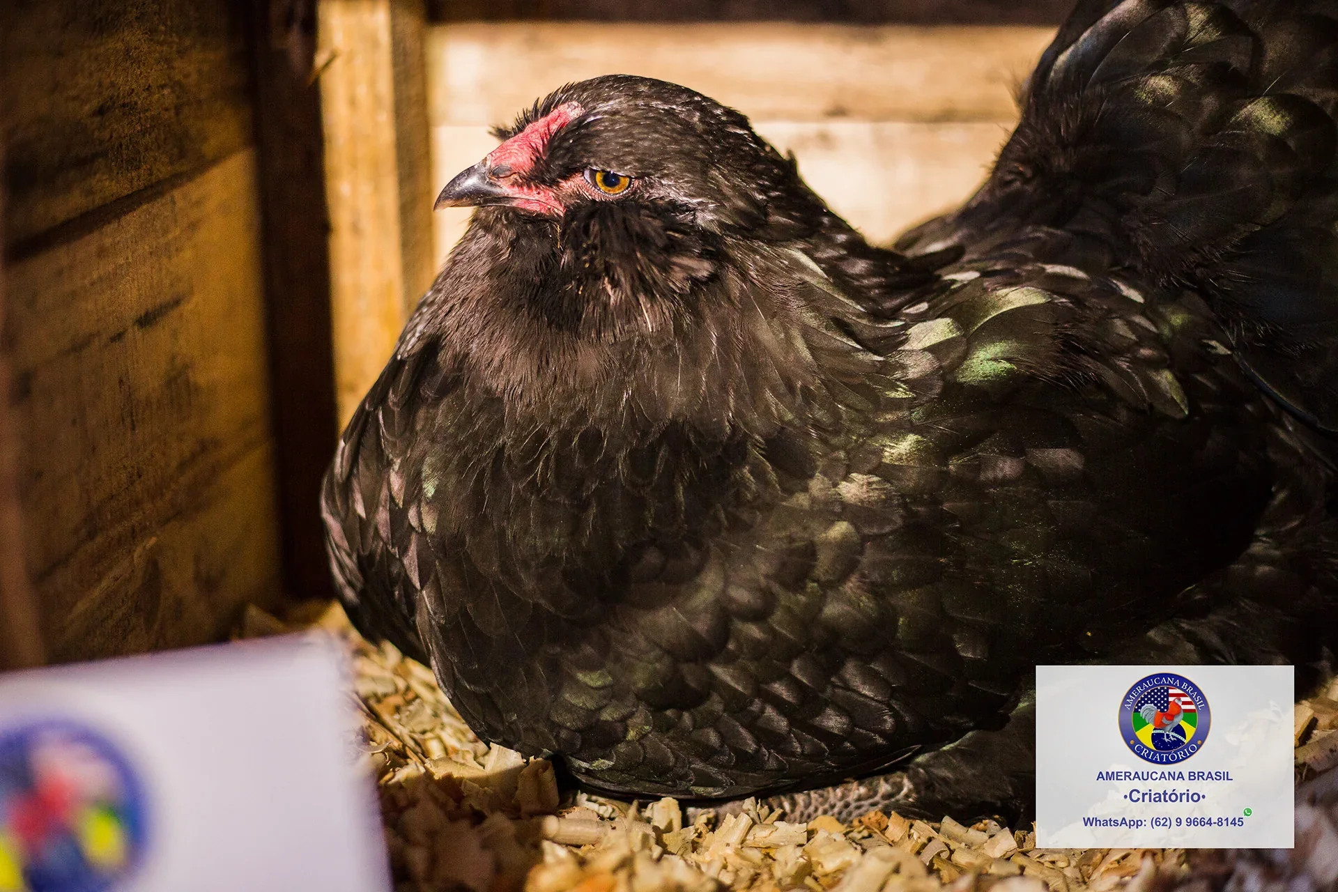Plantel Ameraucana Brasil Poultry