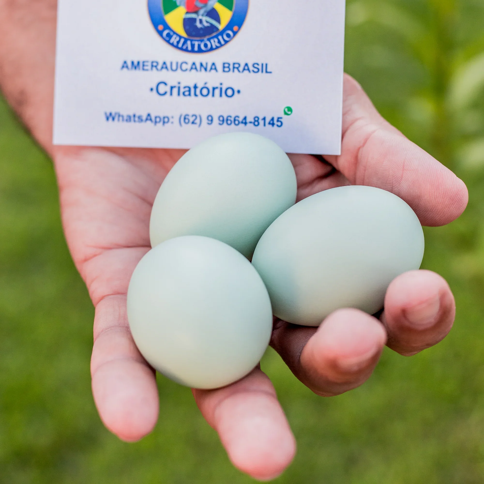 Ovos verdes resultantes de cruzamento entre raças de ovo azul e ovo marrom