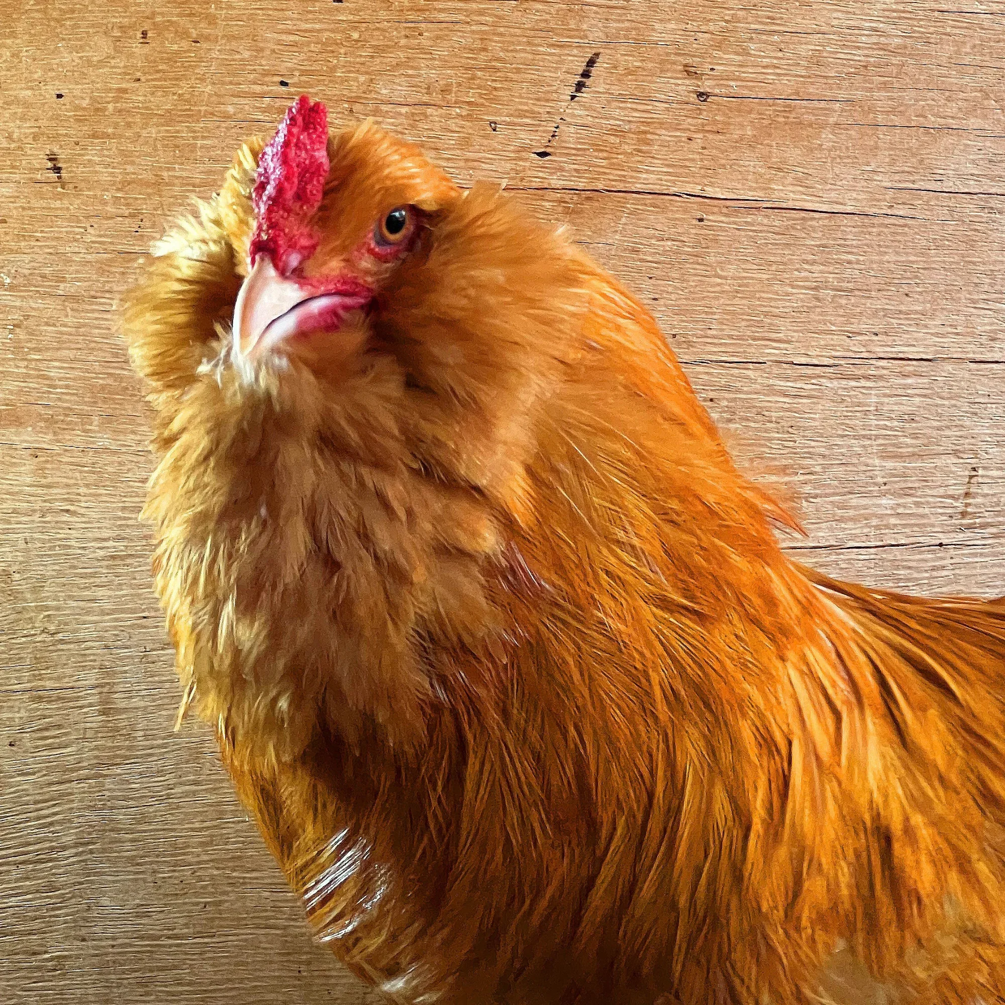 Ameraucana Buff do plantel Ameraucana Brasil