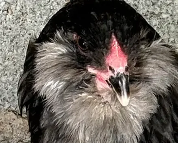 Ameraucana Azul