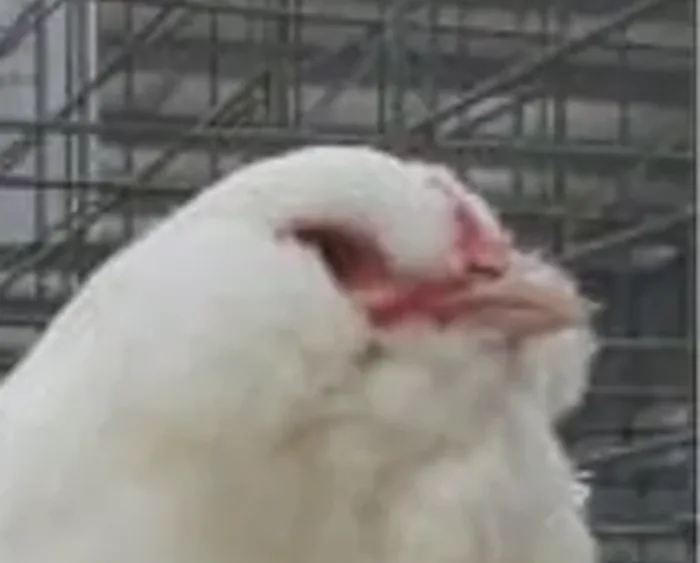 Ameraucana Branco