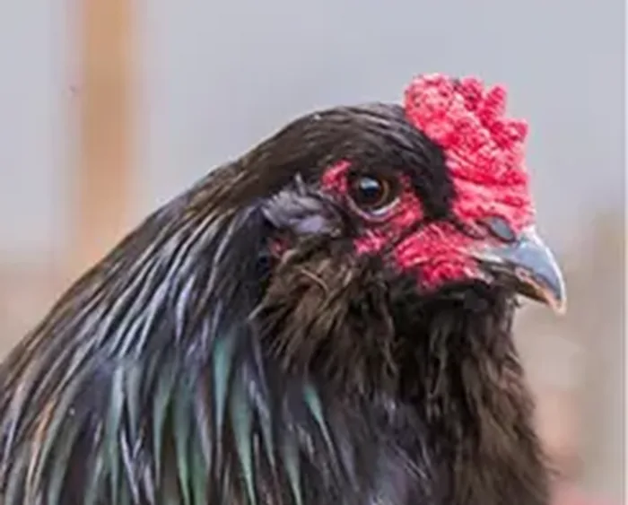 Ameraucana Black