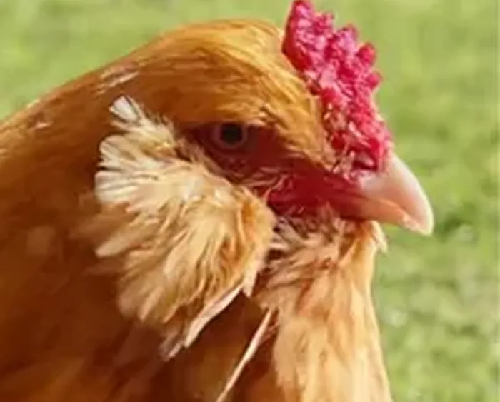 Ameraucana Buff