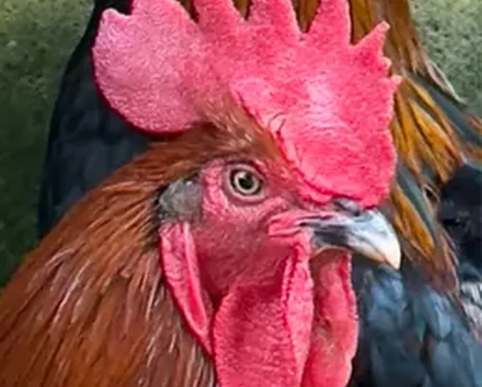 Marans Black Copper
