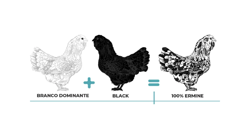 Cruzamentos genéticos ilustrados