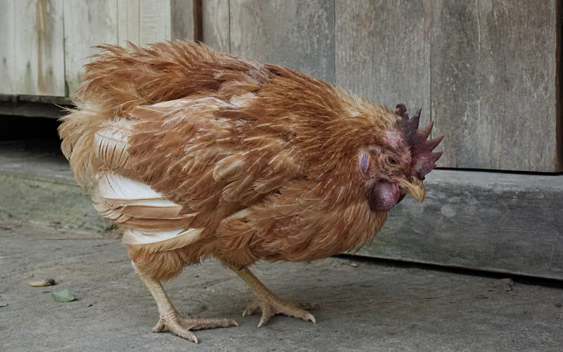 Cólera aviária ou pasteurelose