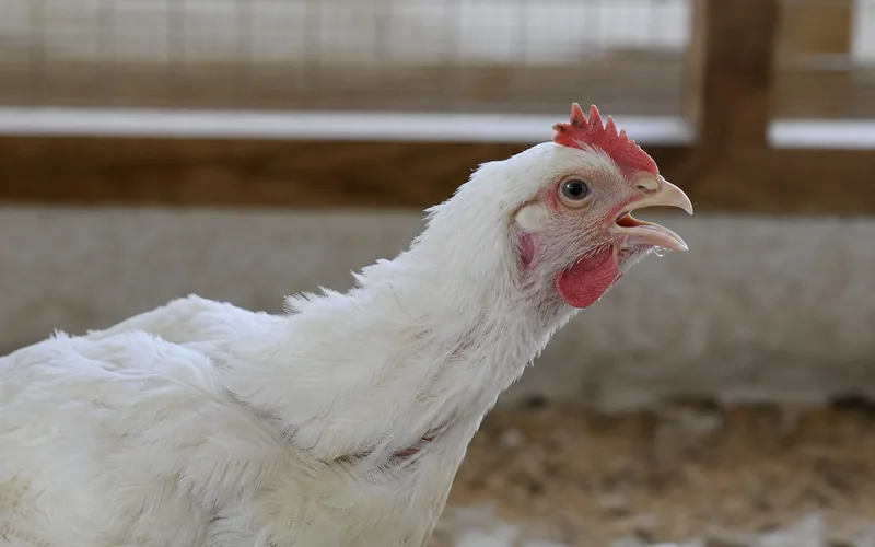 Laringotraqueíte infecciosa