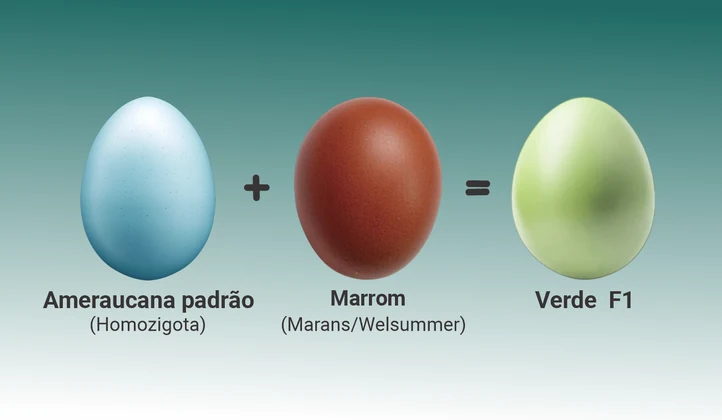 Simulador de cores de cascas de ovos
