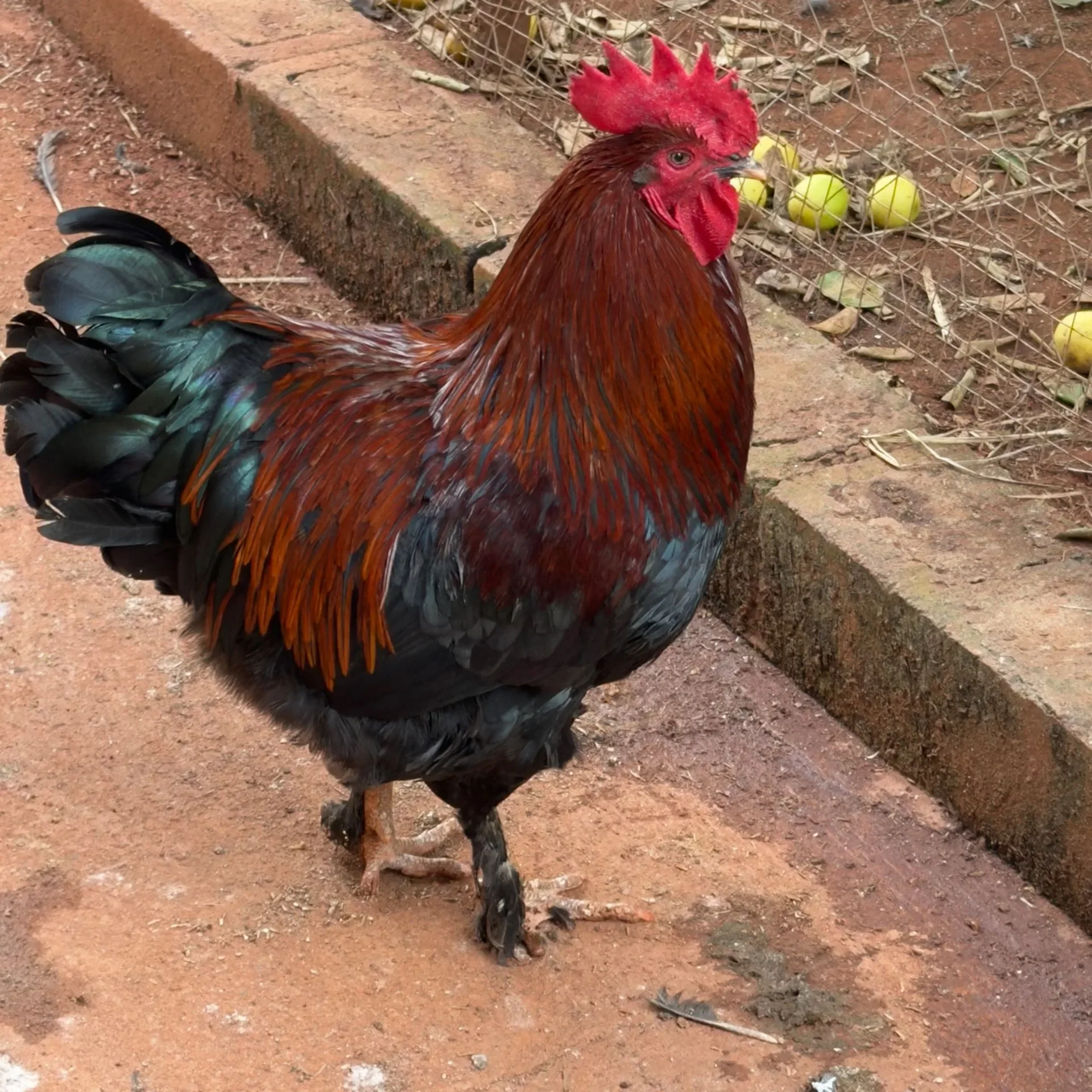 Projeto Marans