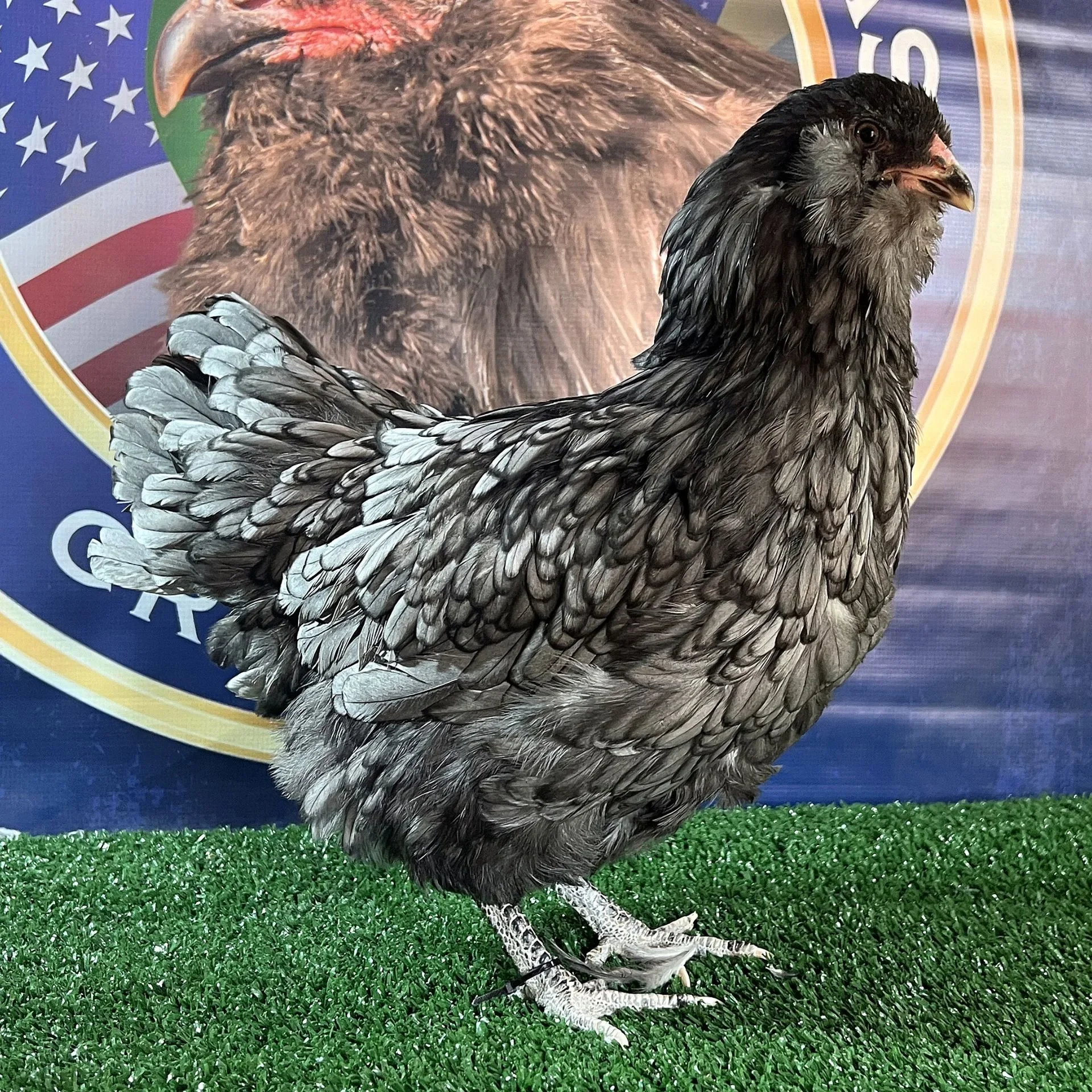 Ameraucana Azul