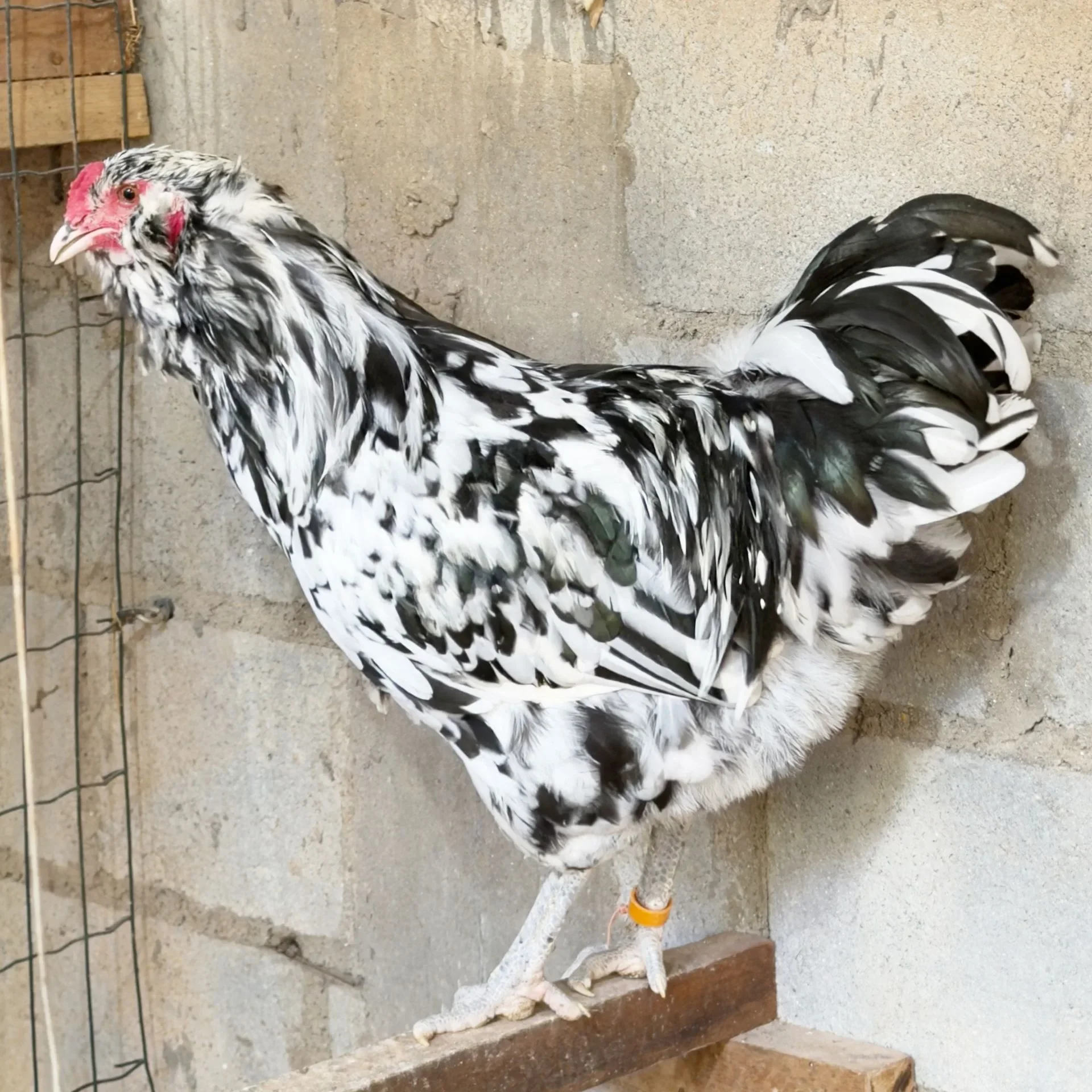Ameraucana Ermine