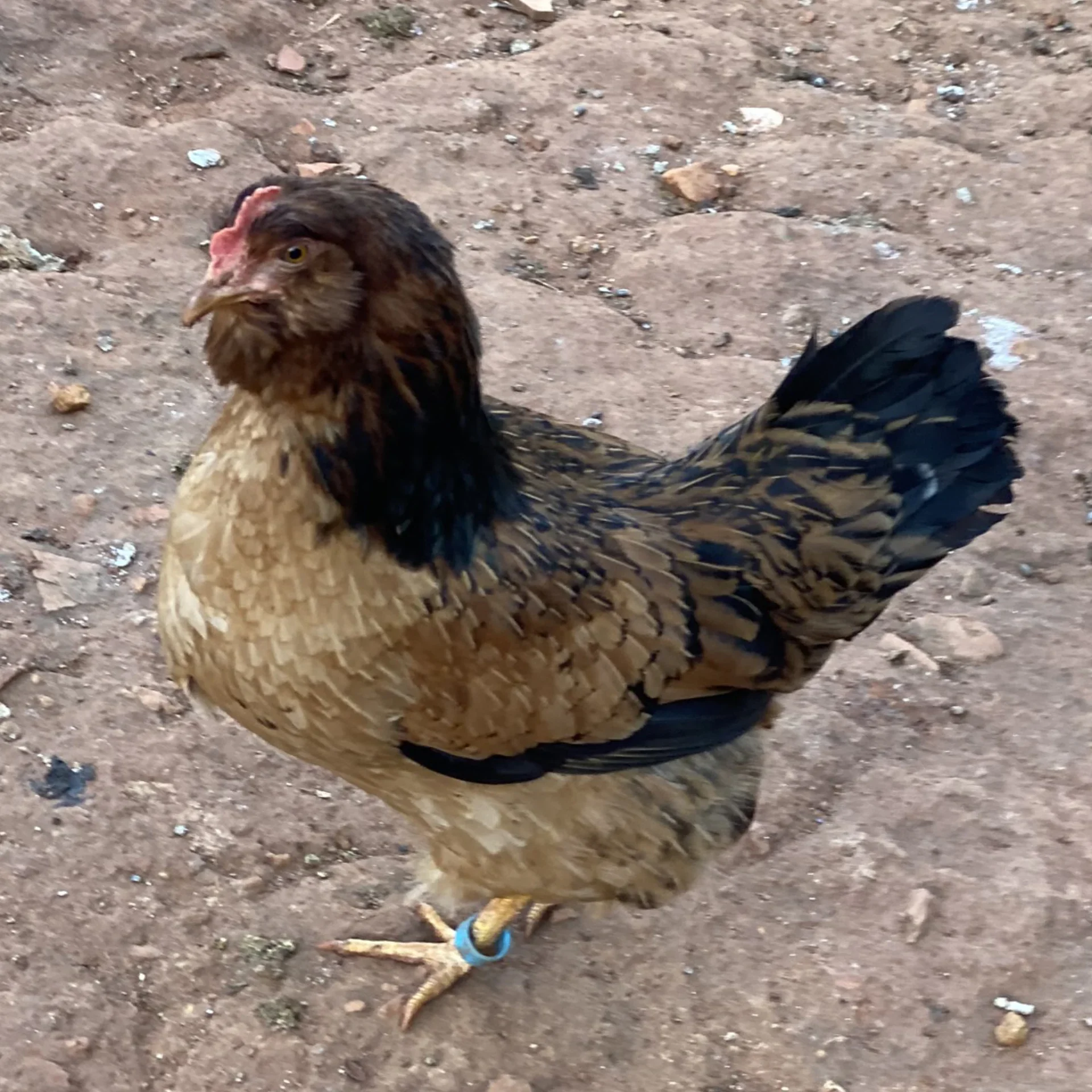 Araucana, Ameraucana e Easter Egger
