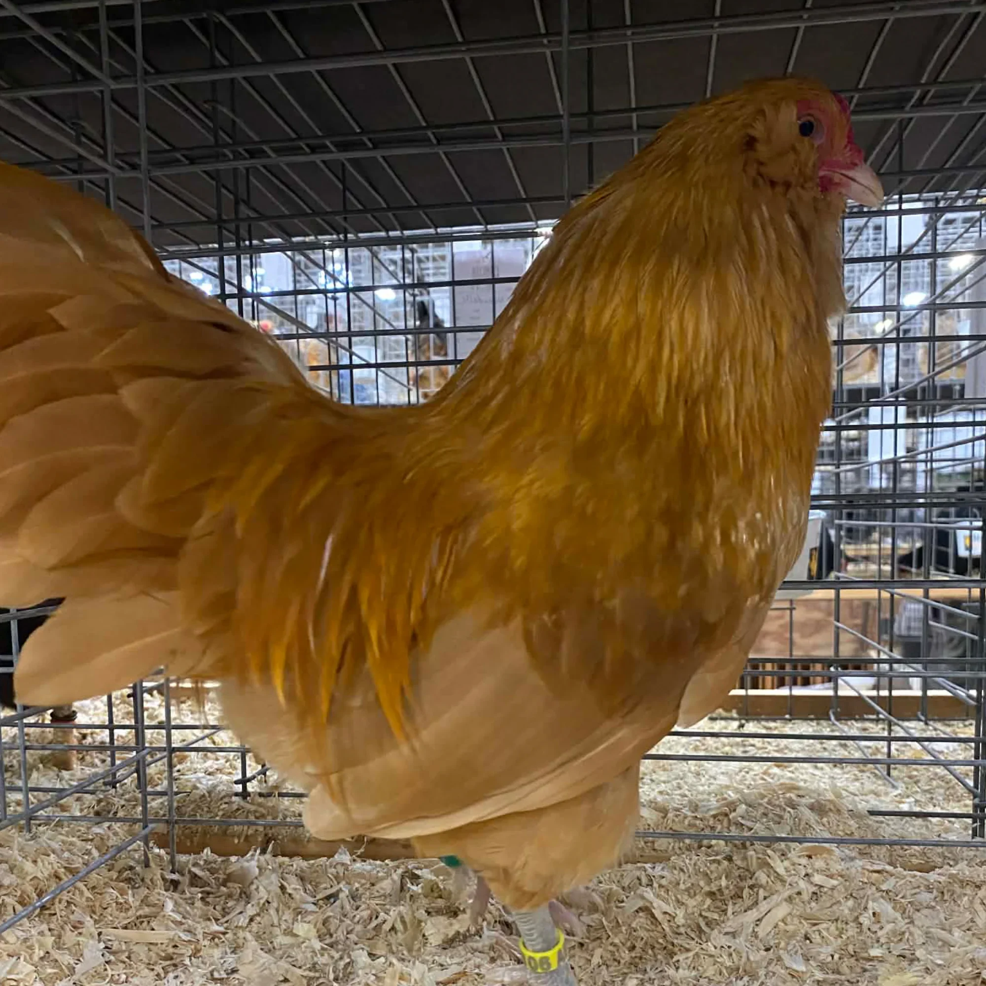 Ameraucanas Bantams