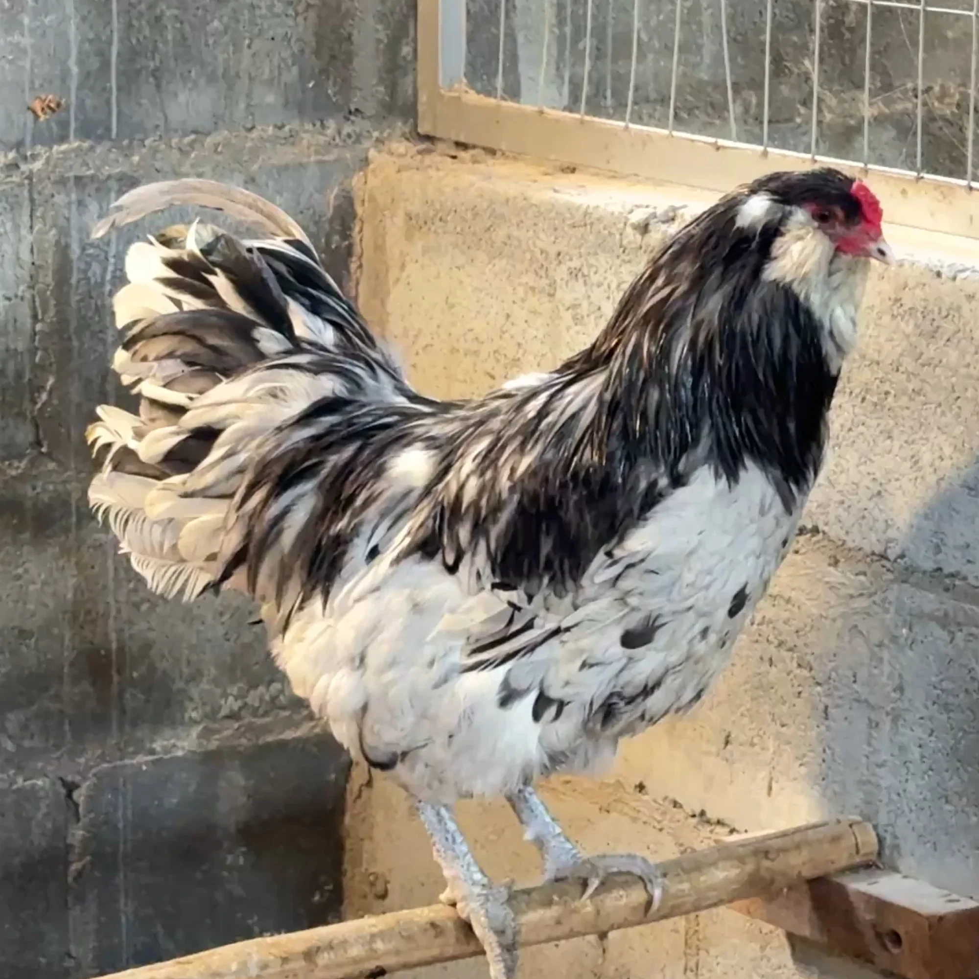 Ameraucana Black Splash