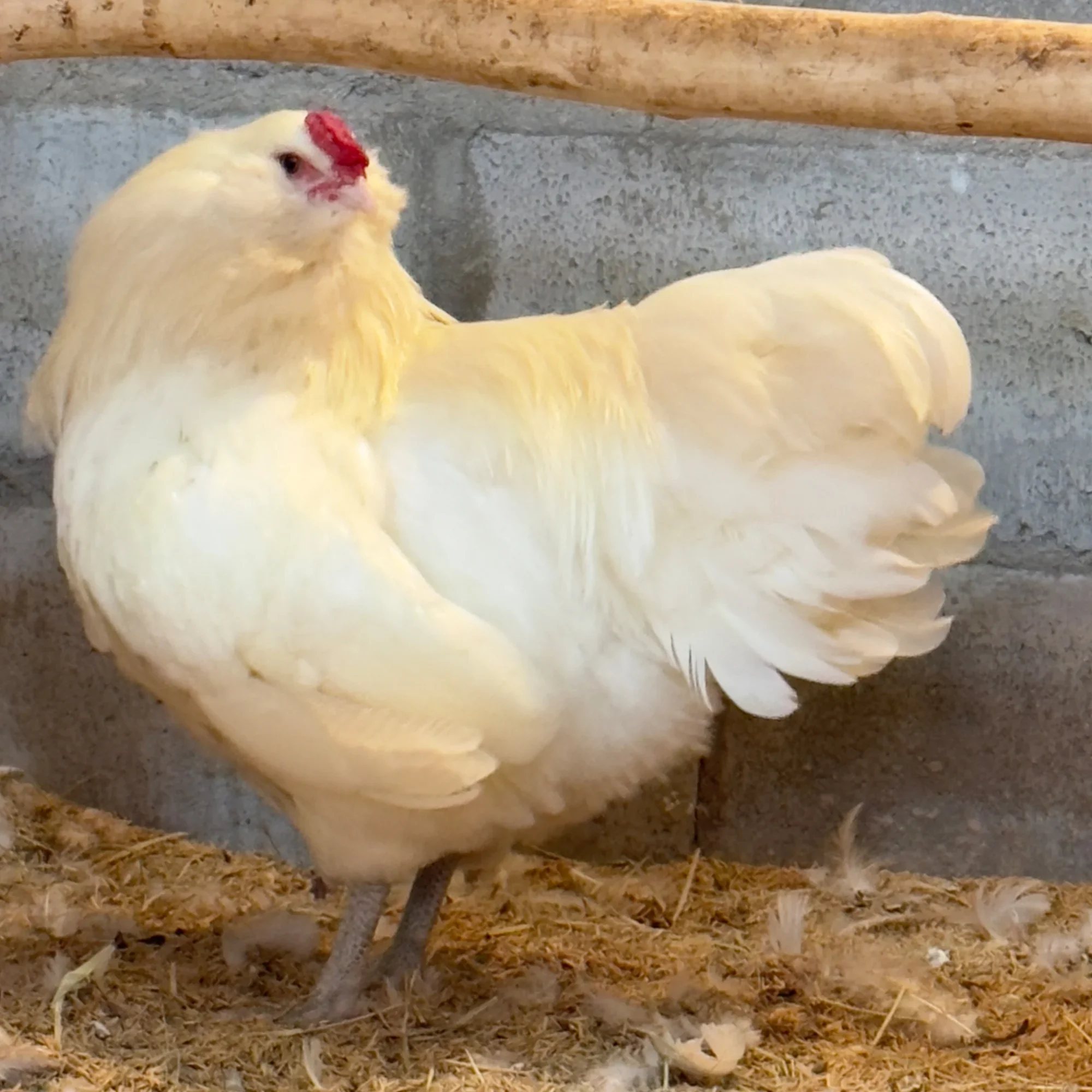 Ameraucana Branco