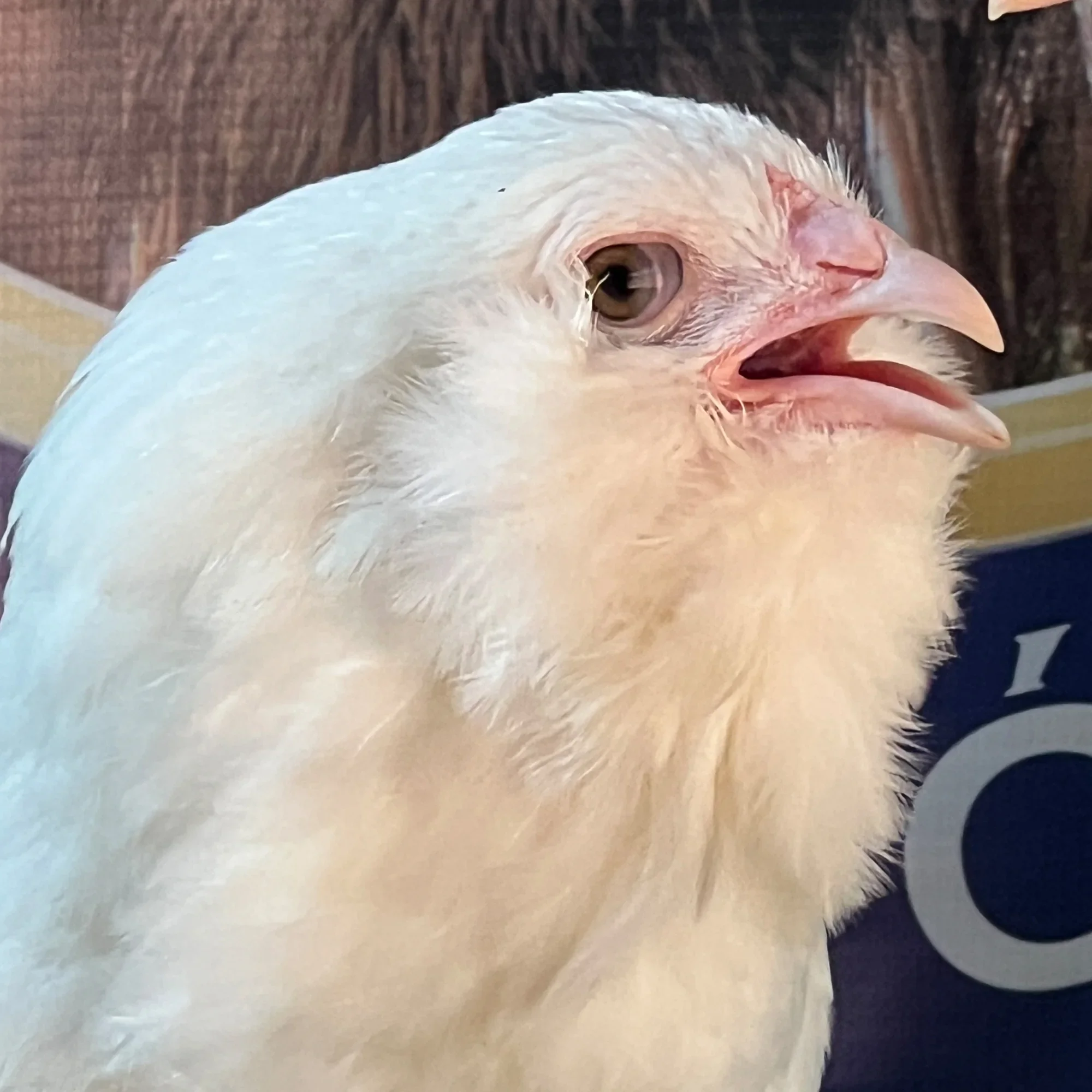 Ameraucana Branco