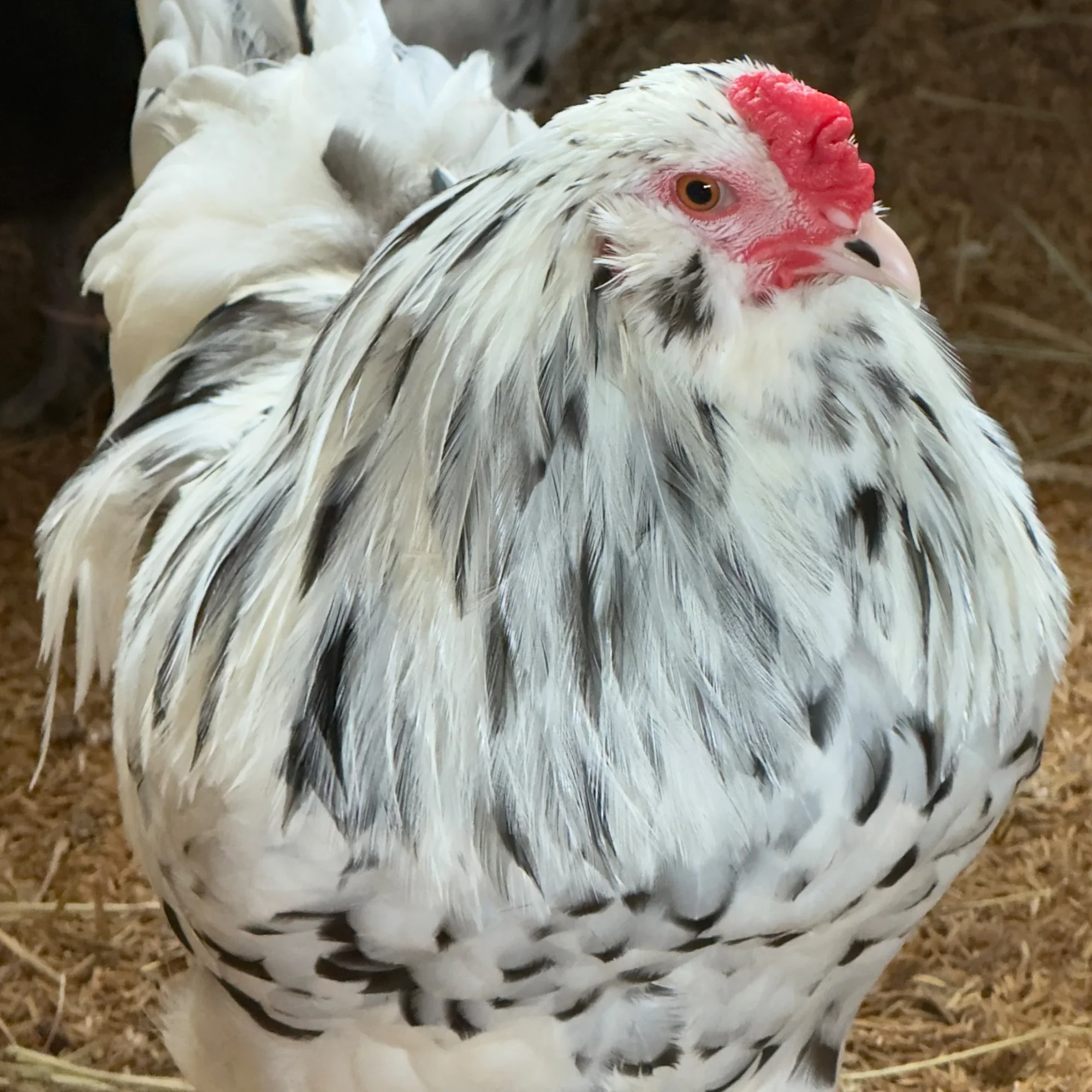Ameraucana Ermine