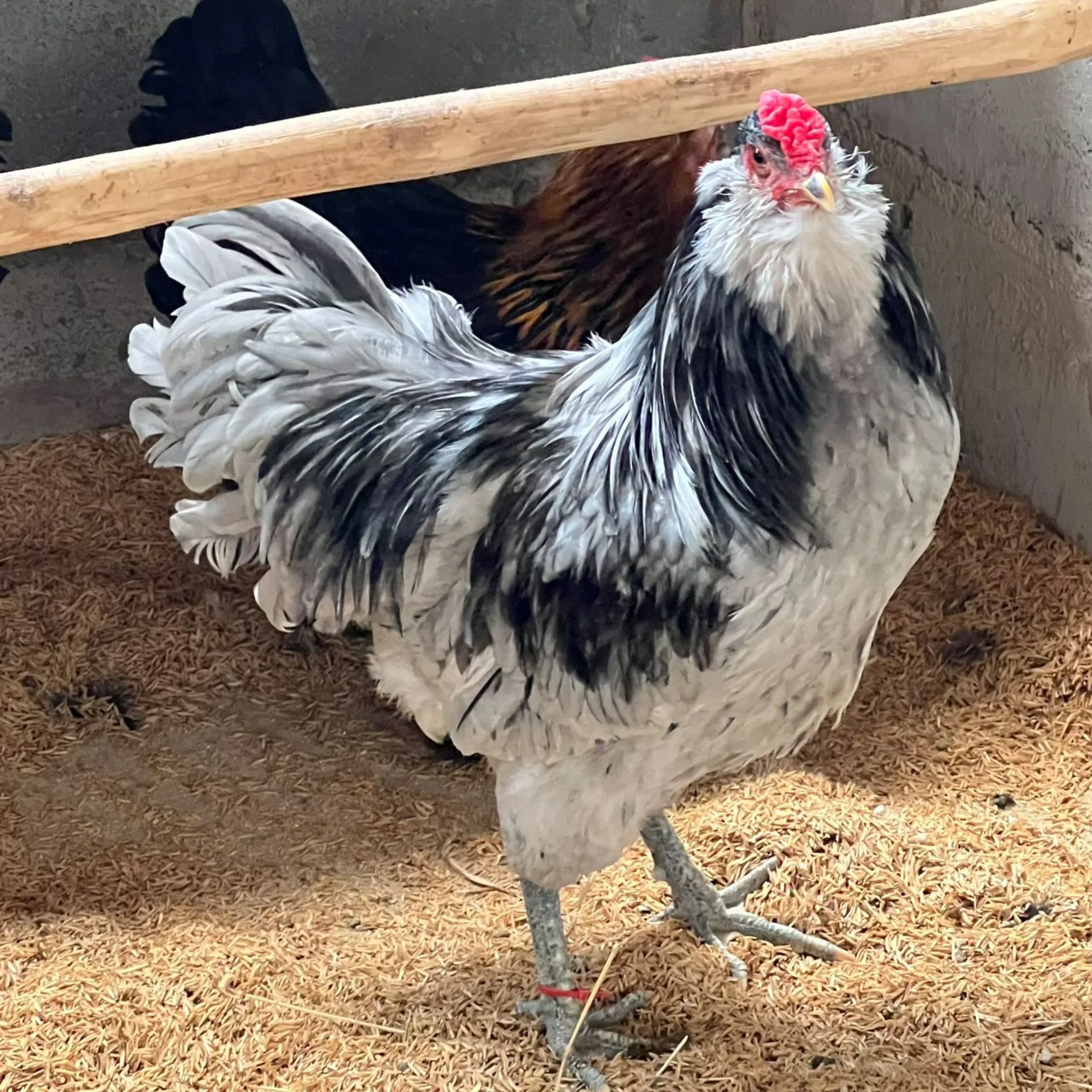 Ameraucana Splash