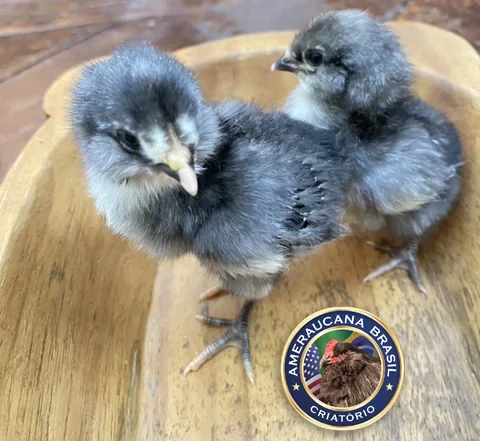 Pintinho Ameraucana Azul