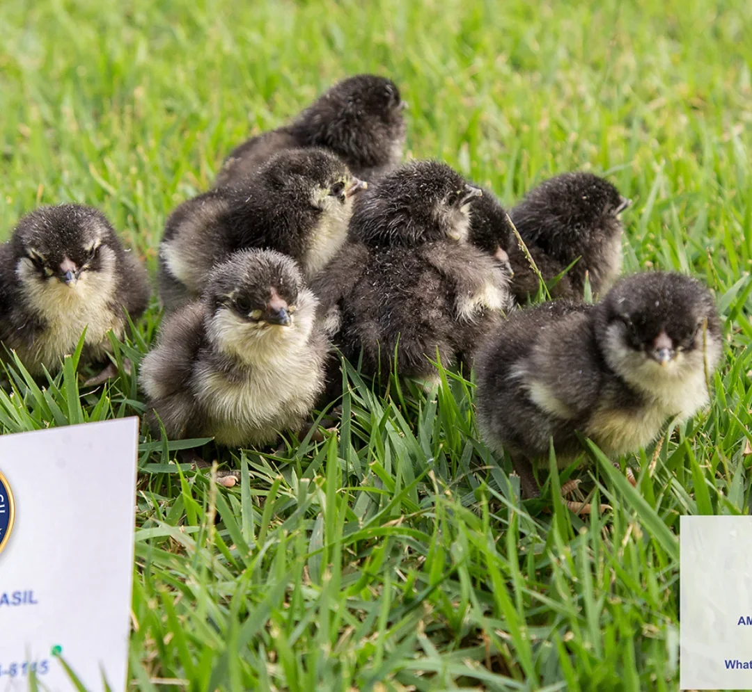 Pintinho Ameraucana Black