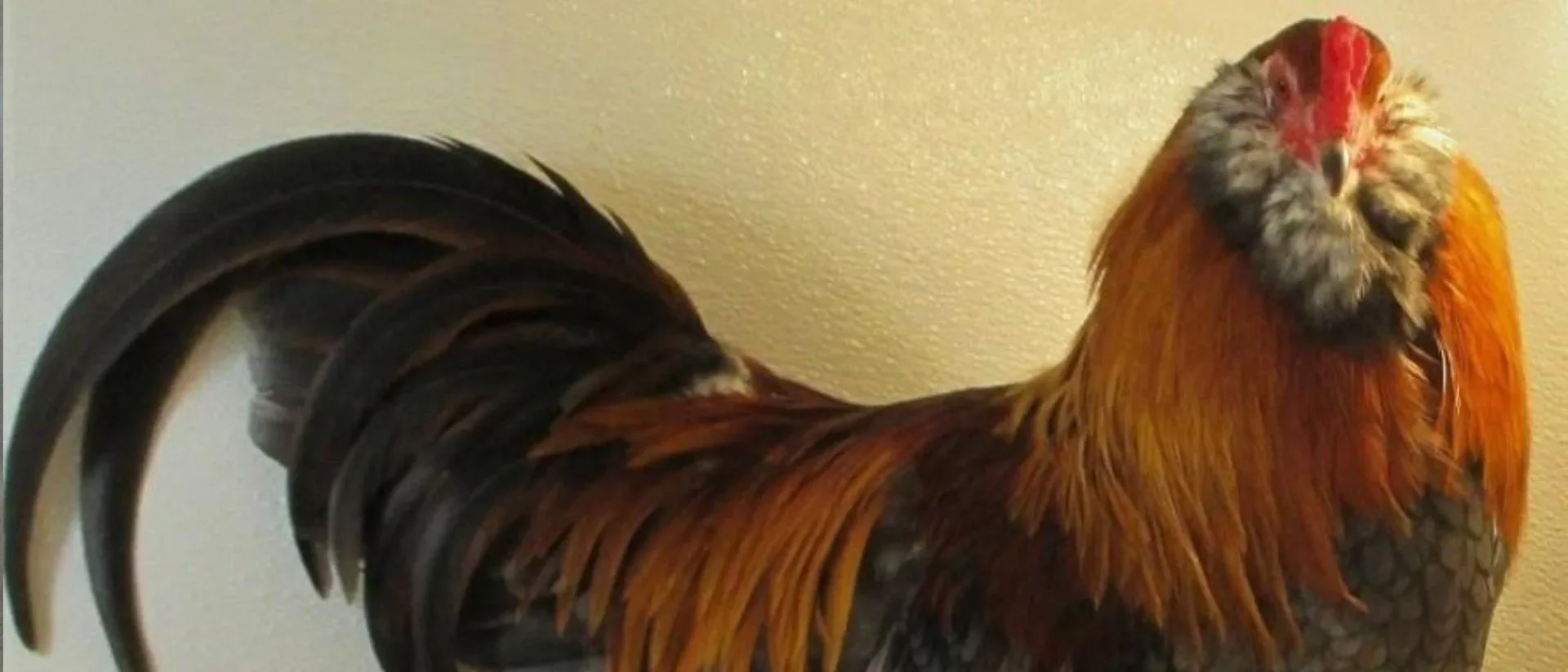 Ameraucana Azul Trigo
