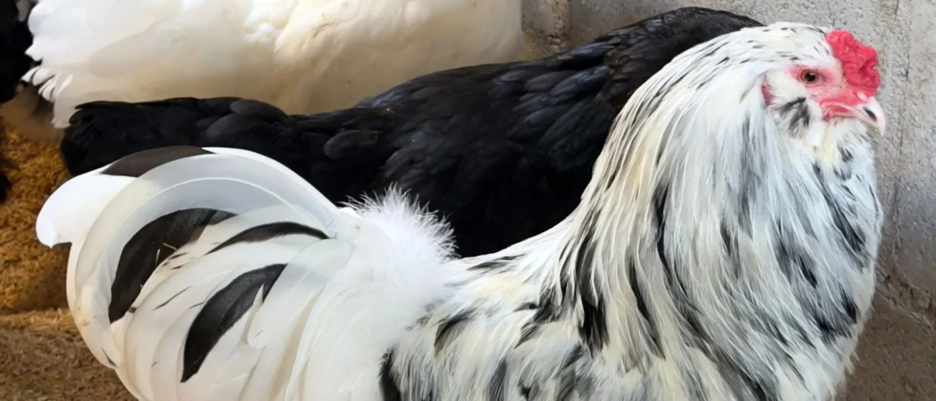 Ameraucana Ermine