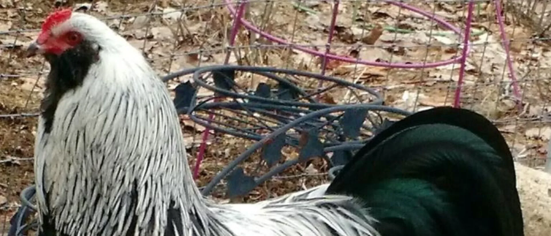Ameraucana Prata