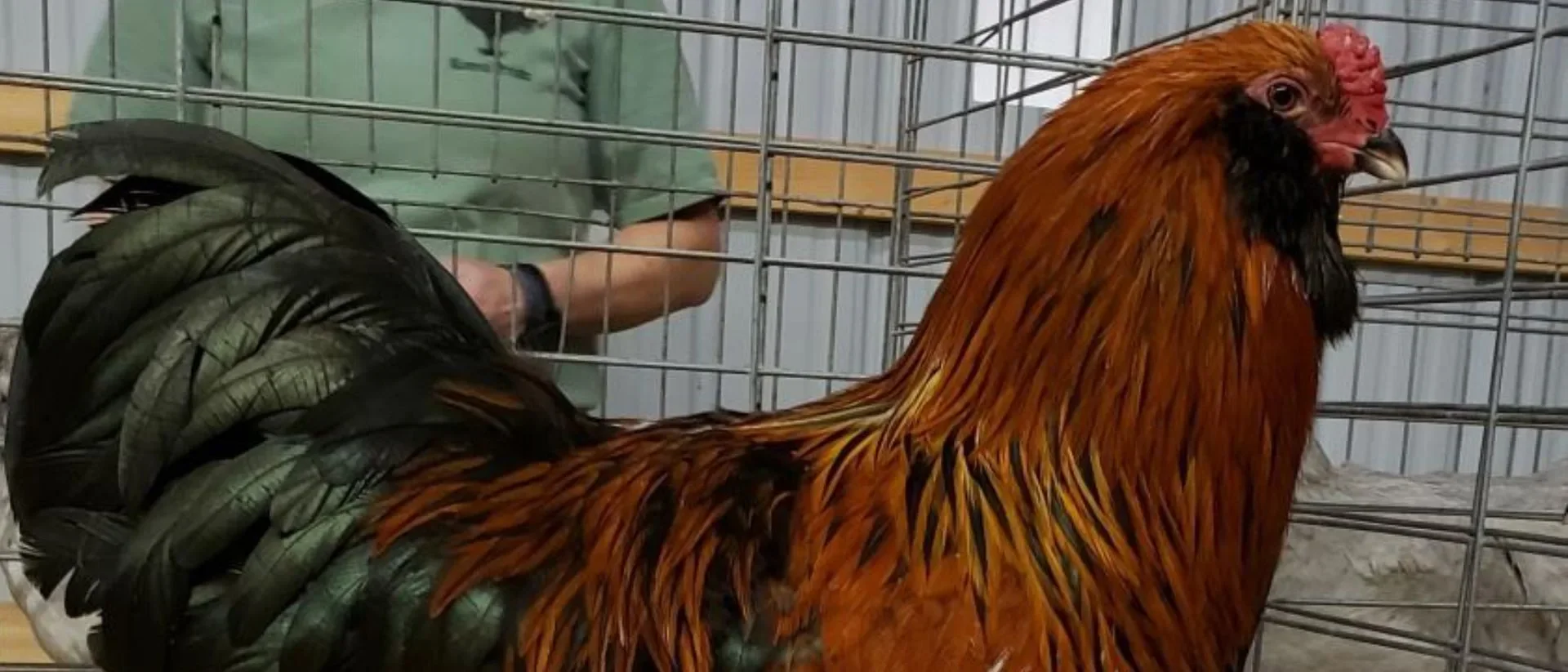 Ameraucana Vermelho Marrom
